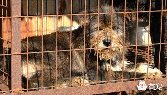 韩国250万只狗狗 在饥饿中等待屠刀