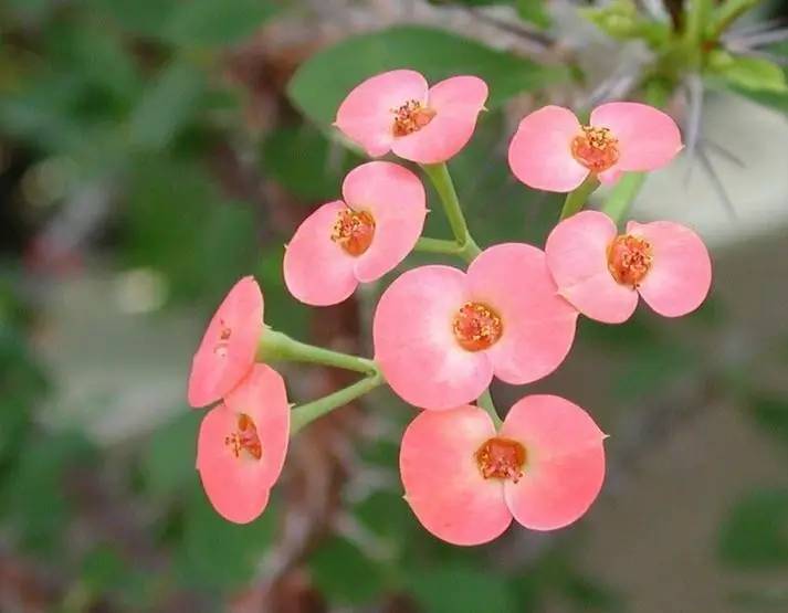 古文小品名篇,古文探奇