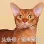 可爱的猫咪视频小奶猫,猫咪大全及名字