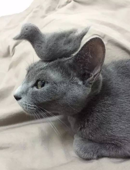 还在为家里掉的头发烦恼,还在为衣服上的猫毛而烦恼吗