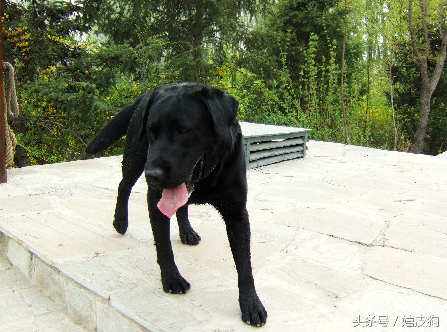 大狗黑色黄色,大狗黑灰色