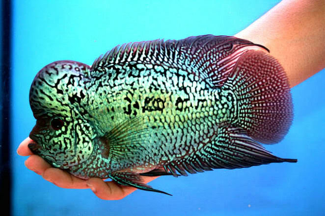 罗汉鱼怎么饲养为最佳,罗汉鱼正确饲养技巧图解