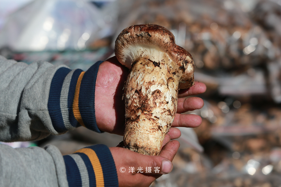 这个民族的祖先因战败被迫流离失所，却创造出世界上独一无二奇迹