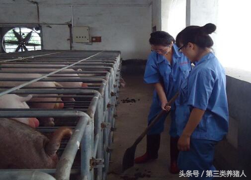 职业养猪人,养猪人的生涯