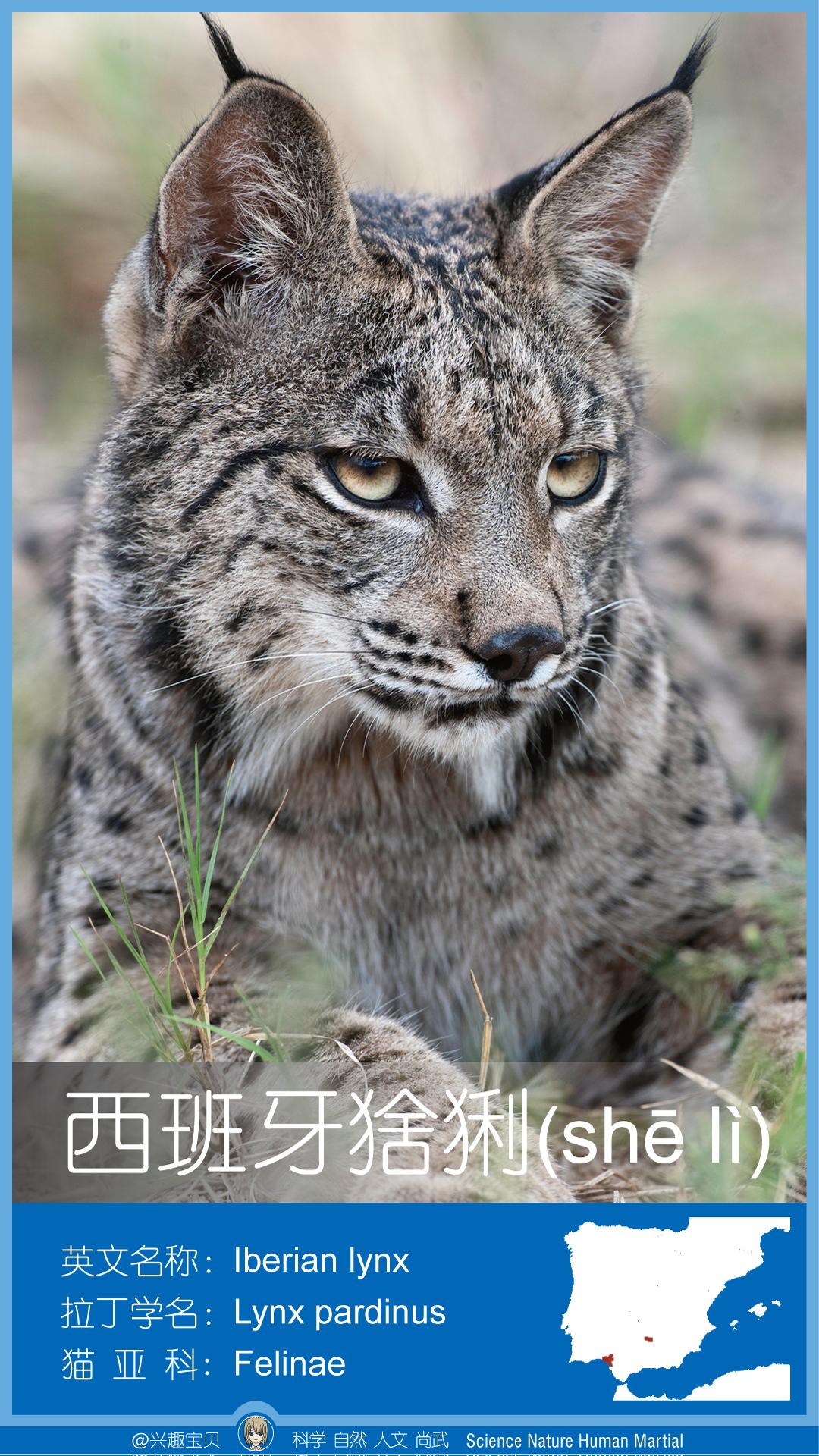 所有36种猫科动物排行,兴趣宝贝21期