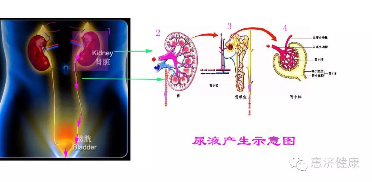 血尿是什么原因导致怎么查出来,血尿来源部位是如何检测的