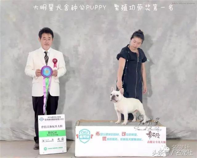 法国斗牛犬东北犬舍,法国斗牛犬犬舍视频