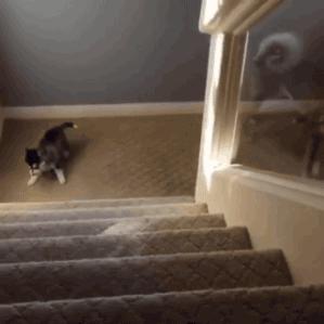 看见这根香蕉了吗？你再看老子一眼你试试