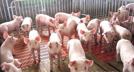 大型养殖基地和散养户种羊区别,大型养殖企业和规模养殖场的区别