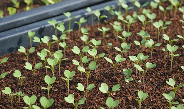 阳台种蔬菜种子的方法和技巧,阳台韭菜种子怎么样好发芽