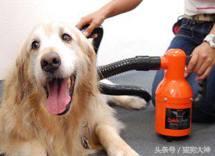 给狗狗洗澡的方法既简单又干净,超全狗狗洗澡流程分享