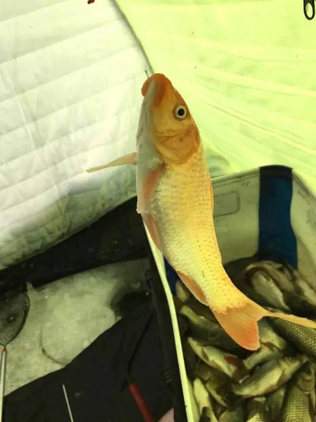 冰钓赛,冰钓赛事