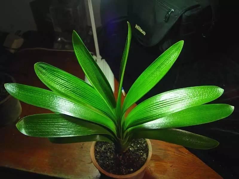 君子兰是年年开花吗,君子兰年年开花