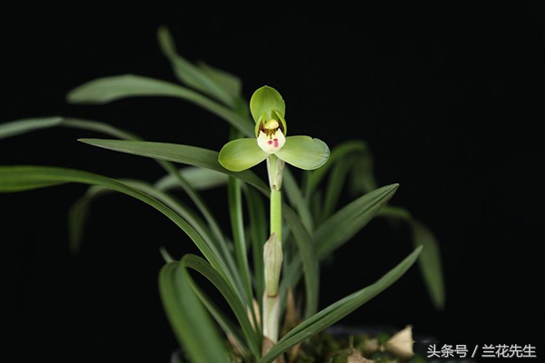 新手养兰的十大技巧,新手养兰的十大基础知识