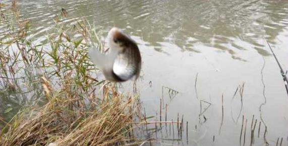 钓鱼人太牛！大风大雨中垂钓也能迎来鲤鲫大丰收