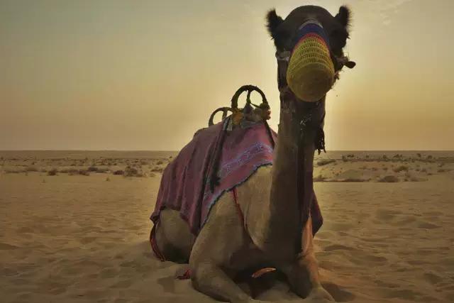 川航成都直飞迪拜7天5晚自由行,川航成都飞迪拜航班时刻表