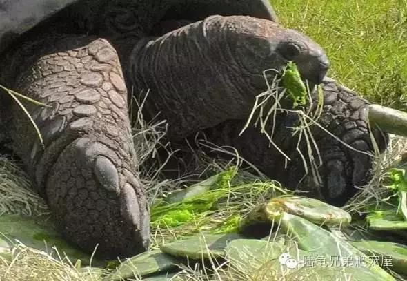 亚达饲养方法及注意事项,如何才可以在中国饲养亚达伯拉