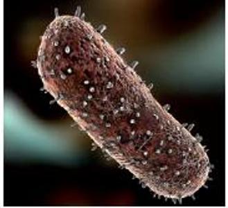 如何有效的防止狂犬病,要怎样才能有效防治狂犬病