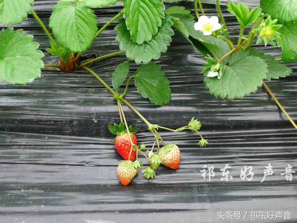 草莓哥商丘,草莓哥精品水果