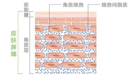 皮肤干燥贴补水面膜,冬天皮肤干燥起皮好物推荐