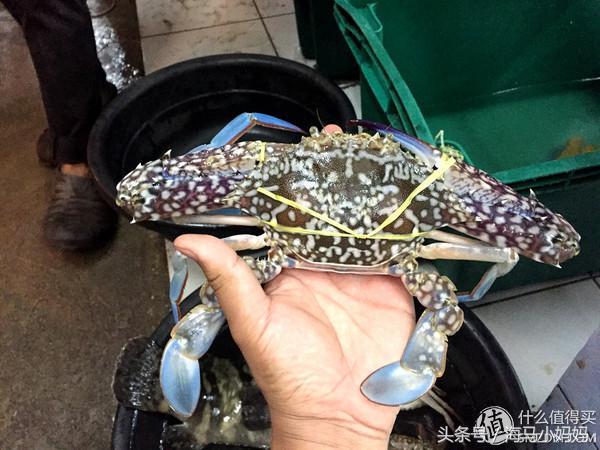 仙本那考潜水证日程,去仙本那潜水要考什么证