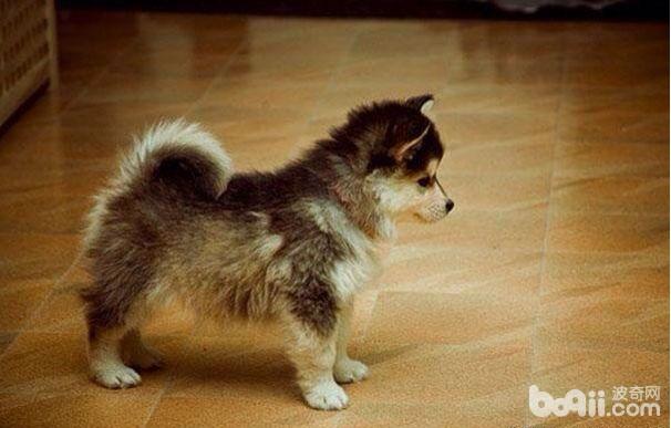 这十种狗的出现刷新了我的认知,6种可爱又好养的狗