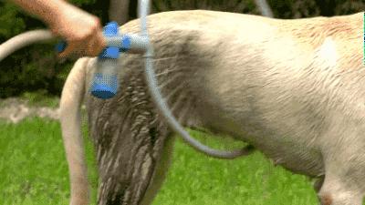 养宠攻略给猫洗澡的步骤和流程,教你如何在家给狗狗正确做洗护