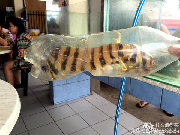 仙本那考潜水证日程,去仙本那潜水要考什么证