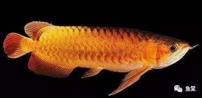 金龙鱼识图,金龙鱼怎样发色好看