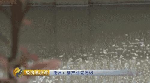 养猪致富2021,养猪致富猪大肠