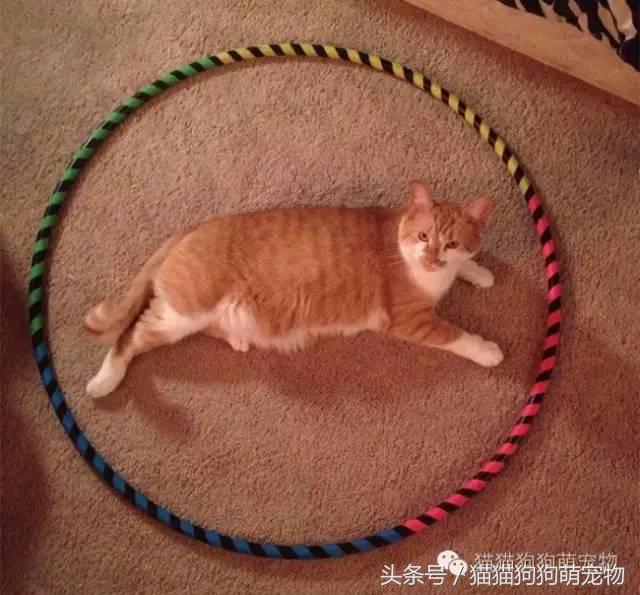 教你如何抓住小偷,教你如何抓住快速上涨的股票