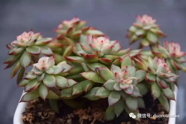 养肉肉的感悟,养多肉谨记好3招专治多肉难上色