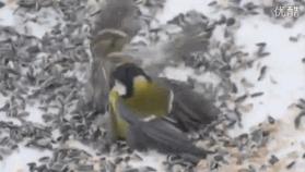 鸟界平头哥，传说中的“食脑狂魔”、“僵尸鸟”，霸气侧漏！