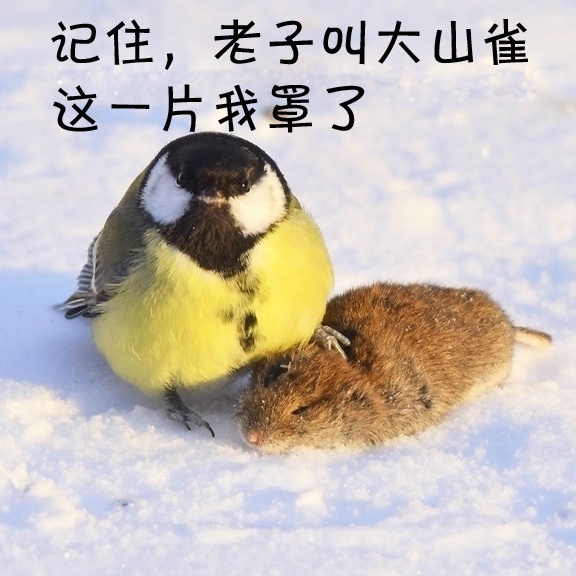 鸟界平头哥，传说中的“食脑狂魔”、“僵尸鸟”，霸气侧漏！