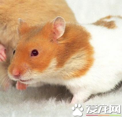 布丁仓鼠咬人吗如何让仓鼠乖乖不咬人