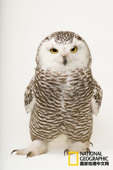 方舟拍摄六种无脊椎动物,十种不怕火的动物