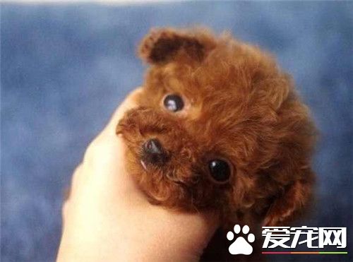 泰迪茶杯犬和玩具犬的区别,茶杯泰迪犬会不会生出玩具泰迪