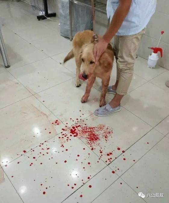 喜欢狗和爱狗区别,这就是喜欢和爱的区别完整版