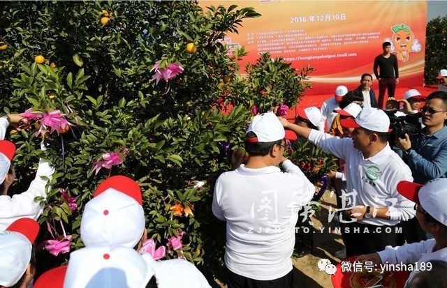 红江橙鲜果价格,红江橙2020价格