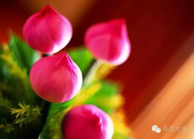 别人扔掉的针管，我拿来养花，特别好用