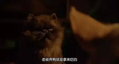 圣诞不知去哪,不如在家看这6部素食电影