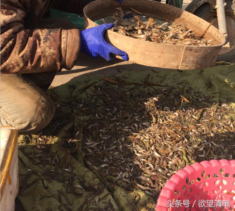 渔民在海中捞出来的奇葩东西,海里捕上来像鼻涕虫一样的东西