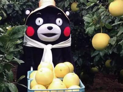 熊本县和熊本熊的关系 (熊本熊的诞生和走红之谜)