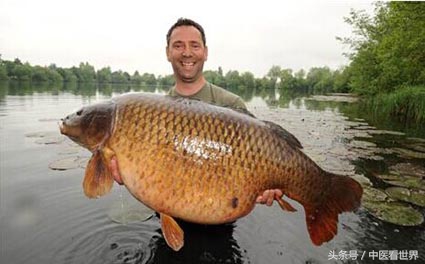 鲤鱼在美国泛滥纪录片,鲤鱼在美国泛滥成灾英语