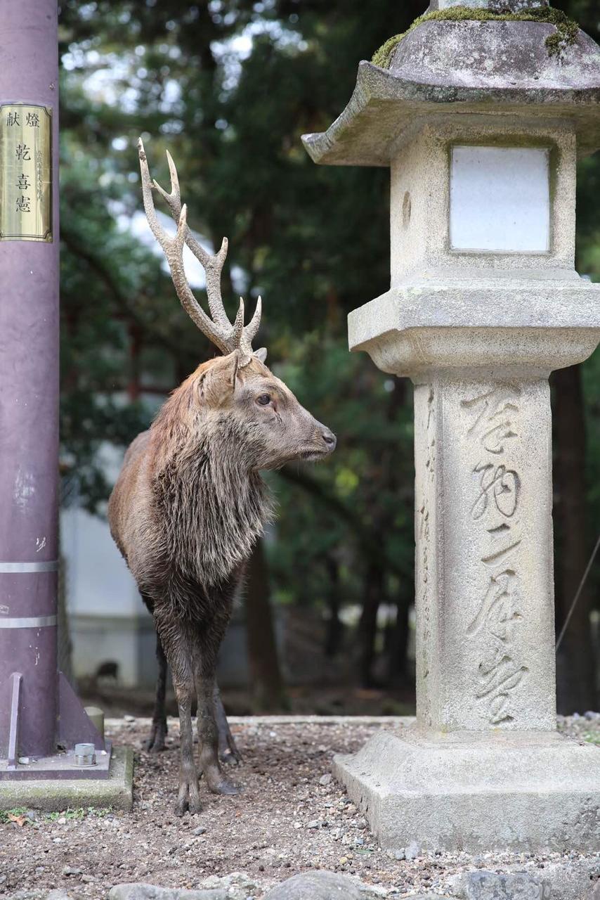 关西温泉六日游,大阪关西机场温泉