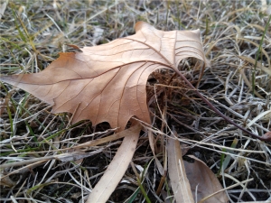 z11minis鎵嬫満,灏忔棗鑸皕11minis