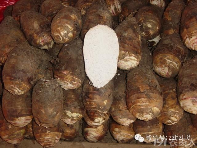 皇家贡品荔浦芋,农村里的美味佳肴你吃过几个