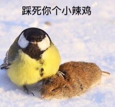 鸟界平头哥，传说中的“食脑狂魔”、“僵尸鸟”，霸气侧漏！