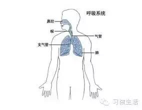 丹皮酚治鼻炎使用方法,苍耳子治鼻炎正确方法