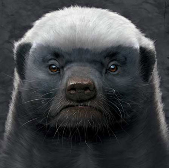 鸟界平头哥，传说中的“食脑狂魔”、“僵尸鸟”，霸气侧漏！